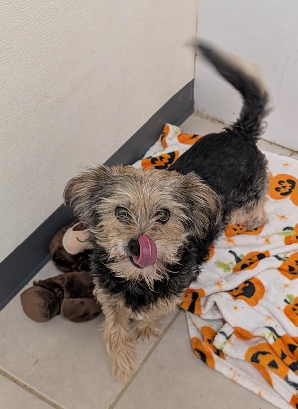Hannah, Adoptable, Young Female Yorkshire Terrier.
