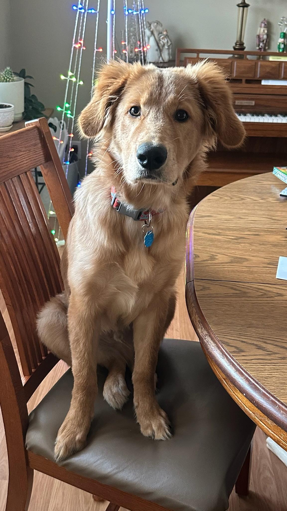 Enlarge Louie, an adopted mixed breed in Morris, MN image 1/1