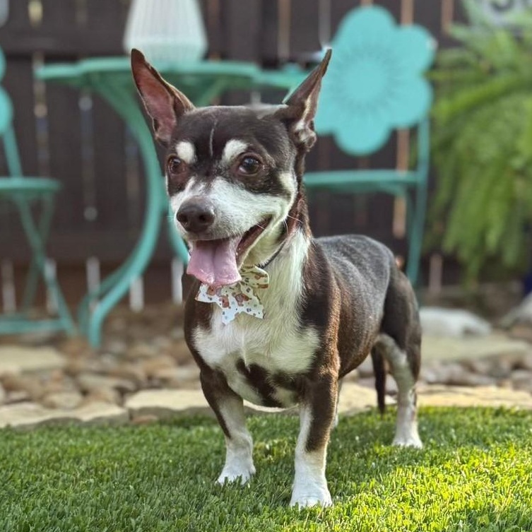 Grover, ADOPTABLE, Senior Male Chihuahua & Terrier.