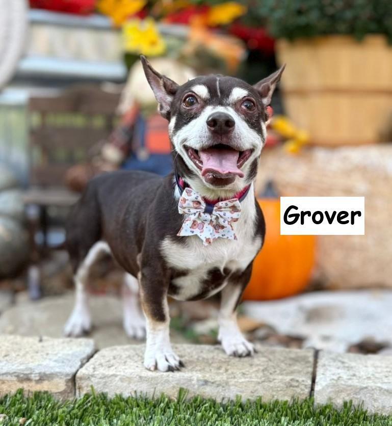 Enlarge Grover, a ADOPTABLE mixed breed in Southport, CT image 4/6