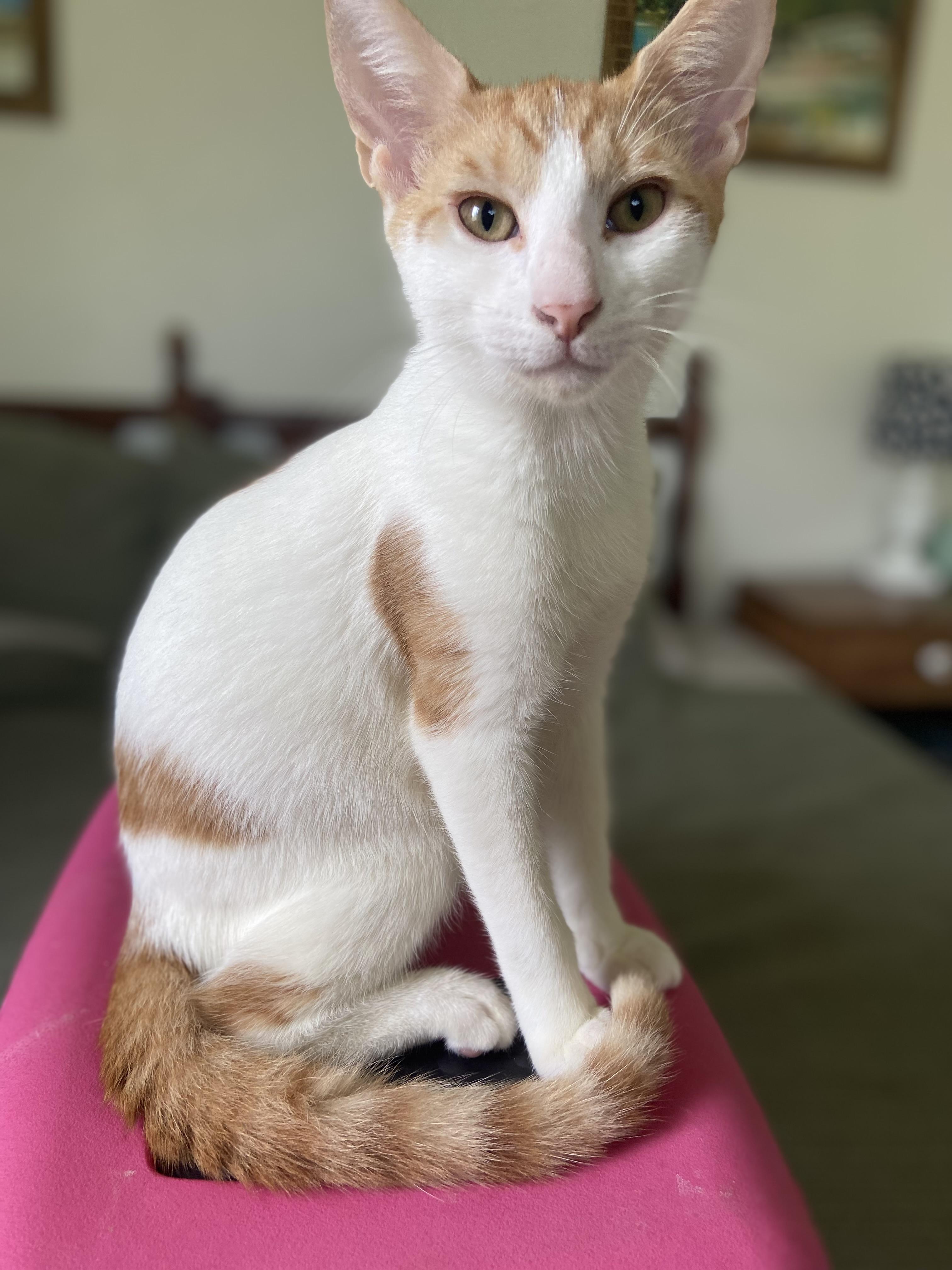 Enlarge George and Fred, an adopted Domestic Short Hair in Tampa, FL image 3/6