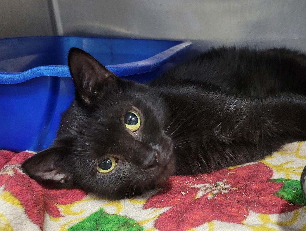 Duplo, Adoptable, Young Female Domestic Short Hair.