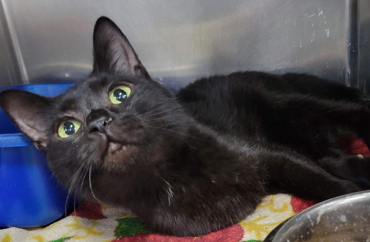 Duplo, a Adoptable Domestic Short Hair in Cuyahoga Falls, OH image 3/3