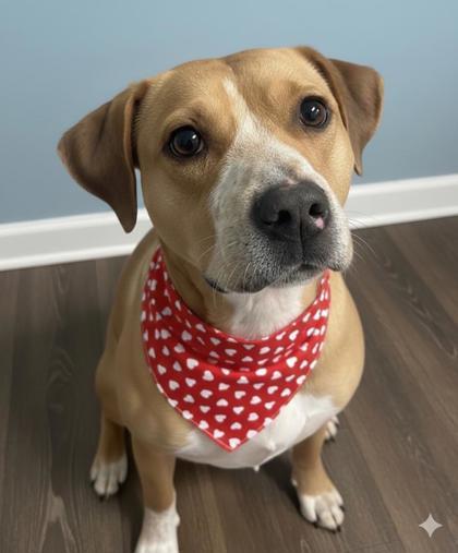 Enlarge Lady, a Adoptable mixed breed in Bowling Green, KY image 1/2