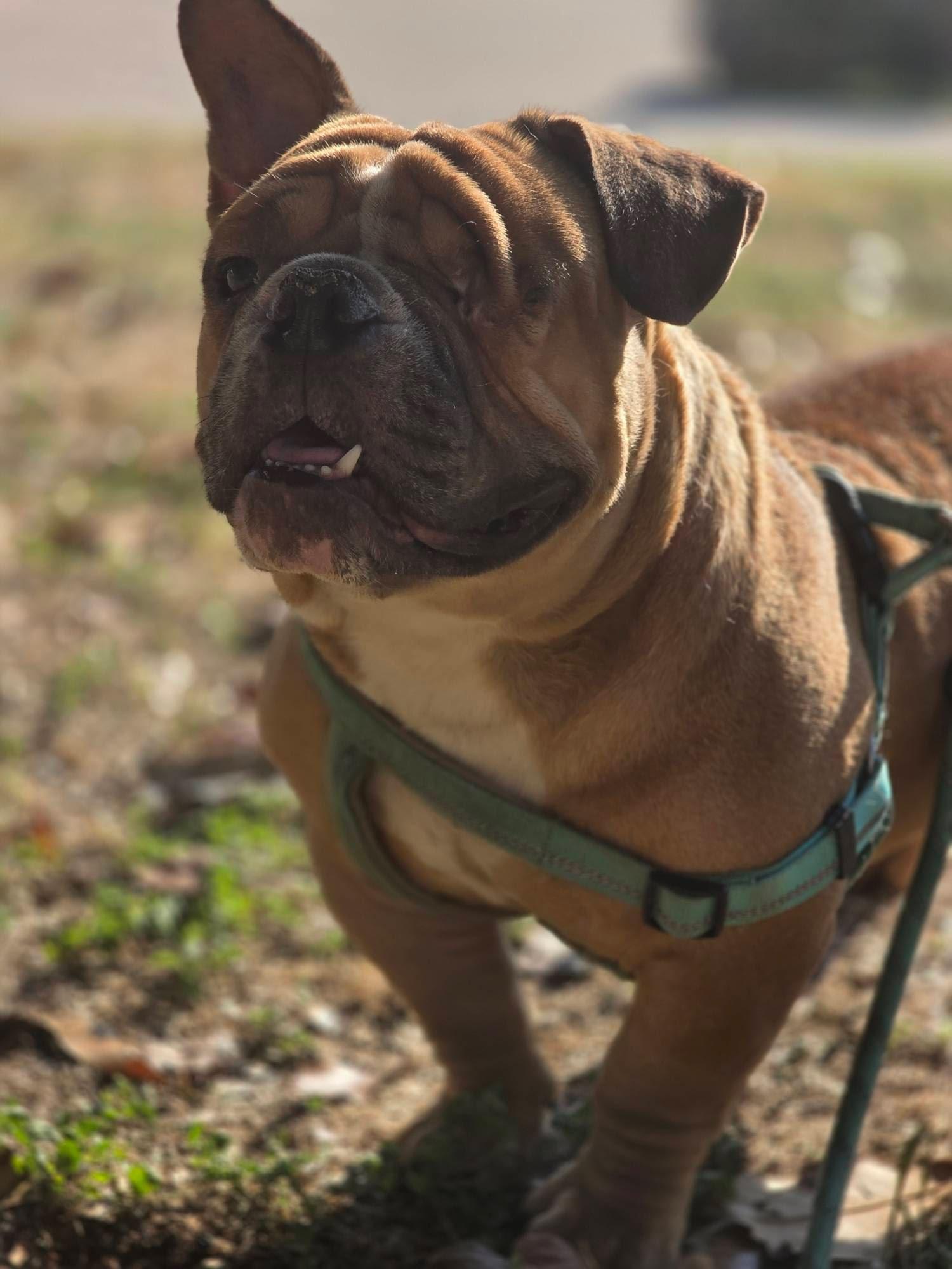 Beau, Adoptable, Adult Male English Bulldog.