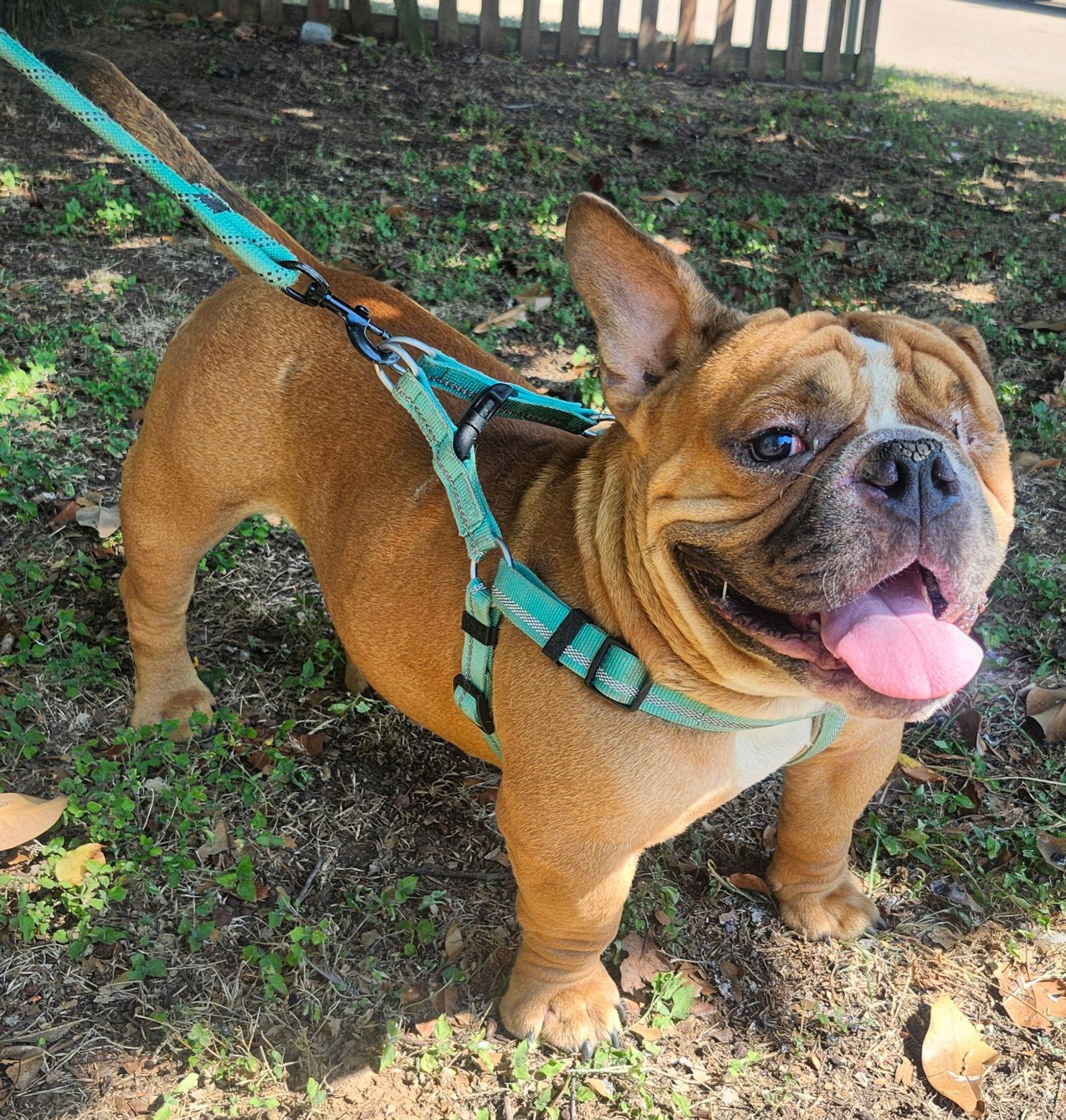 Enlarge Beau, a Adoptable English Bulldog in Euless, TX image 2/3