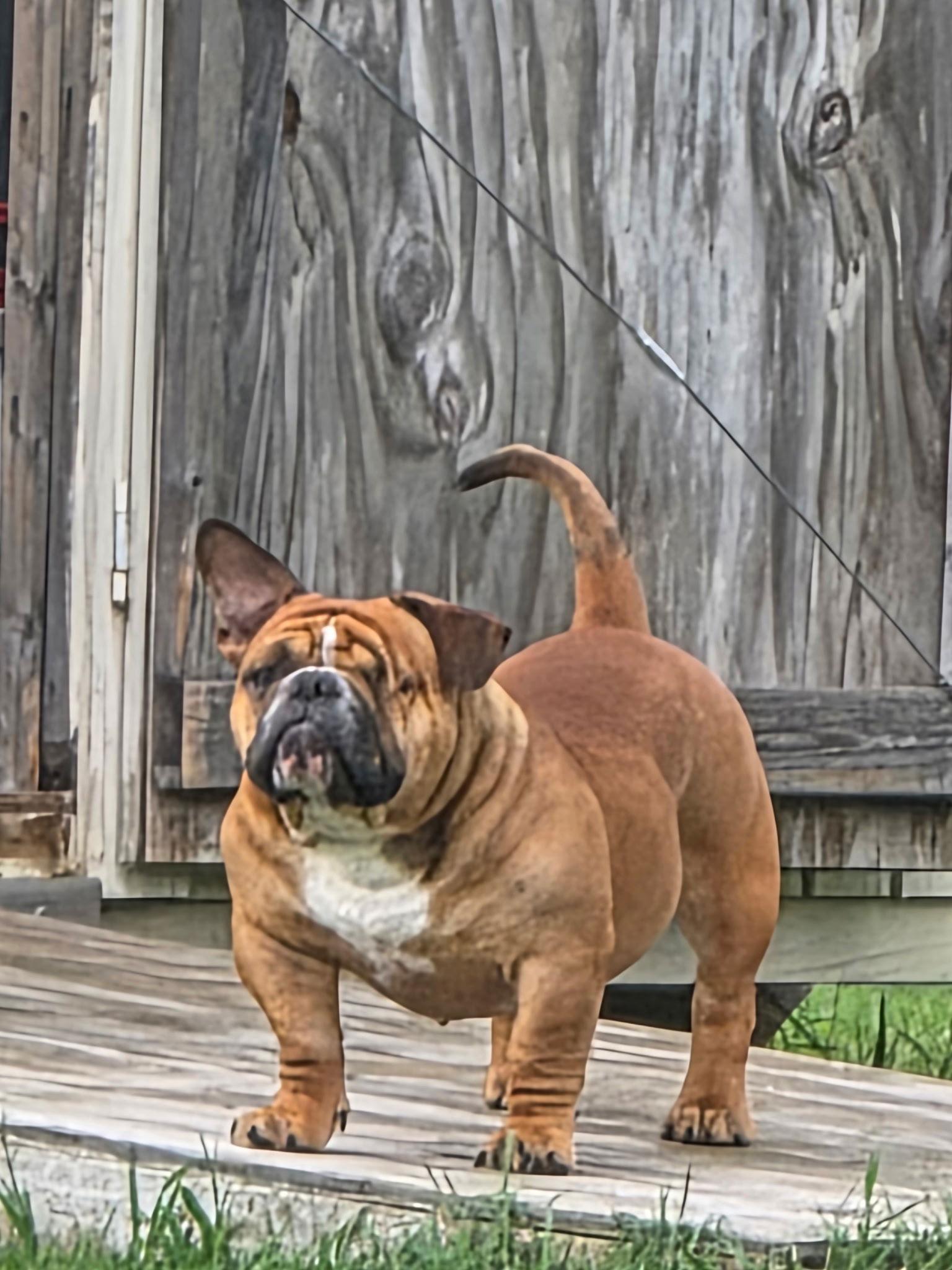 Enlarge Beau, a Adoptable English Bulldog in Euless, TX image 3/3