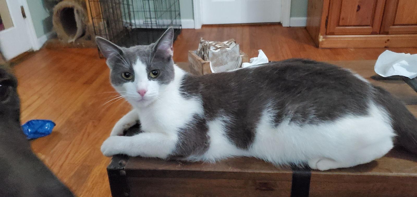 Ladybug, Adoptable, Adult Female Domestic Short Hair.