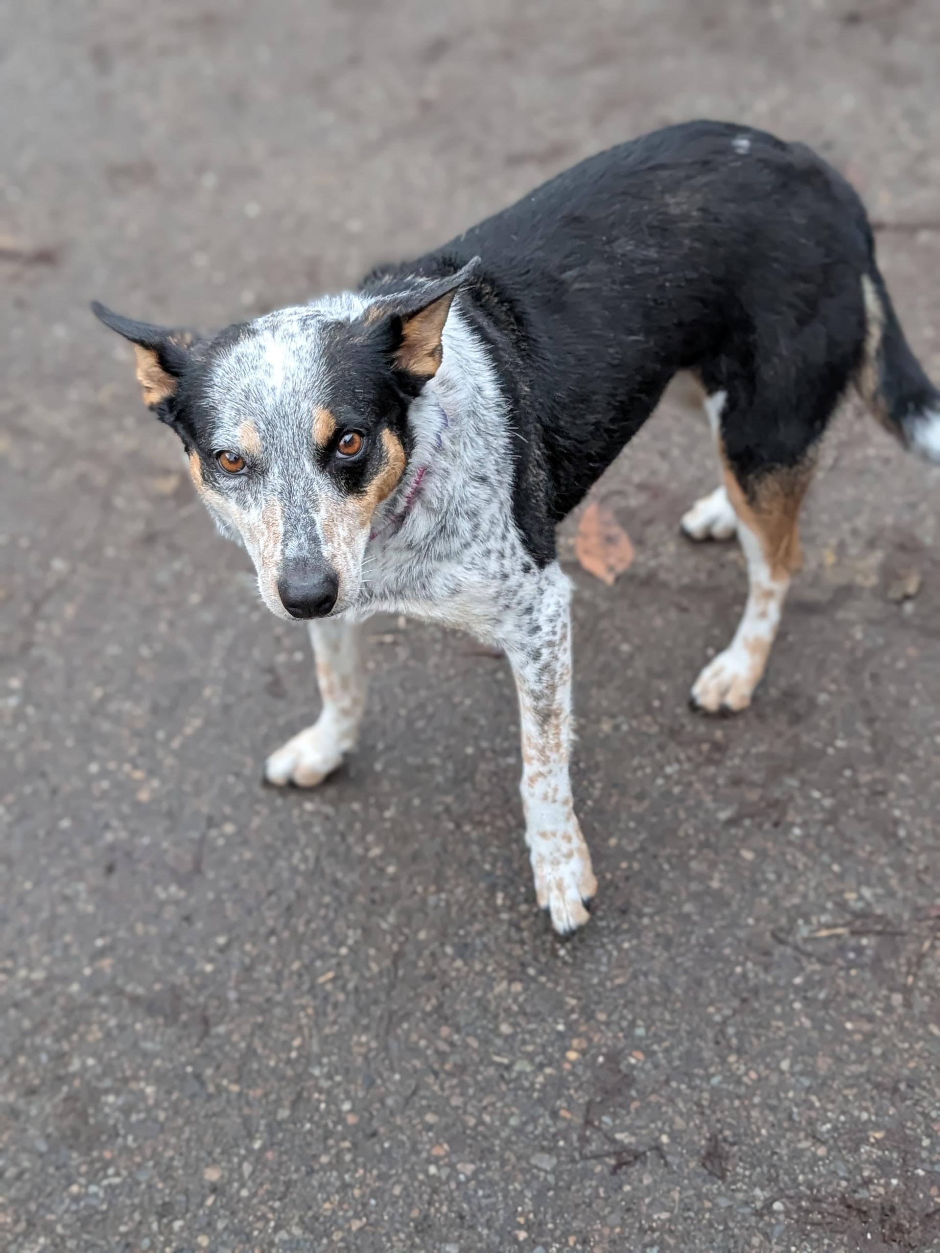 Enlarge Rosie, an adopted mixed breed in COEUR D ALENE, ID image 2/6