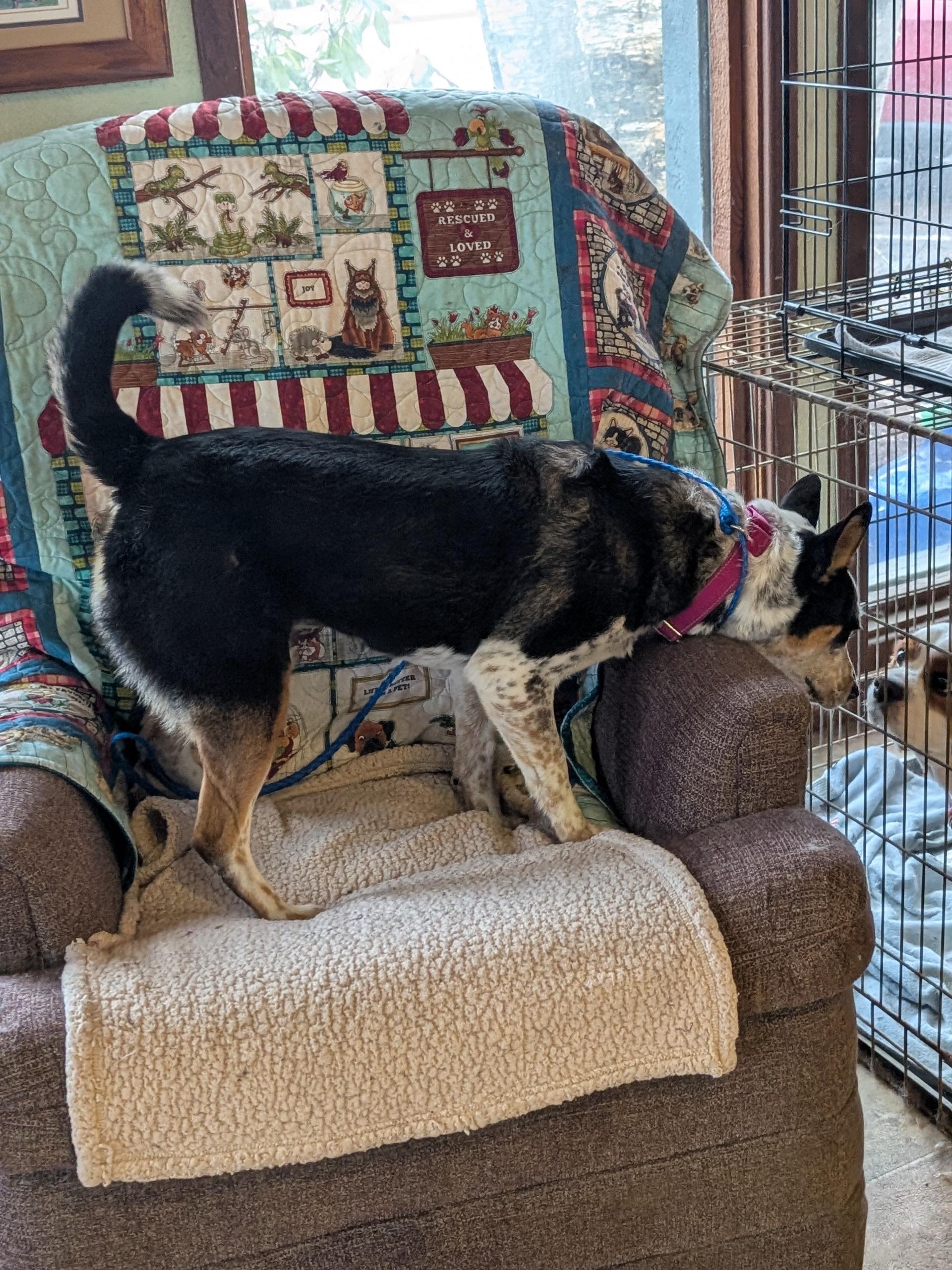 Enlarge Rosie, an adopted mixed breed in COEUR D ALENE, ID image 5/6