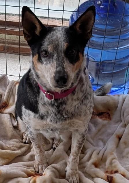 Enlarge Rosie, an adopted mixed breed in COEUR D ALENE, ID image 1/6