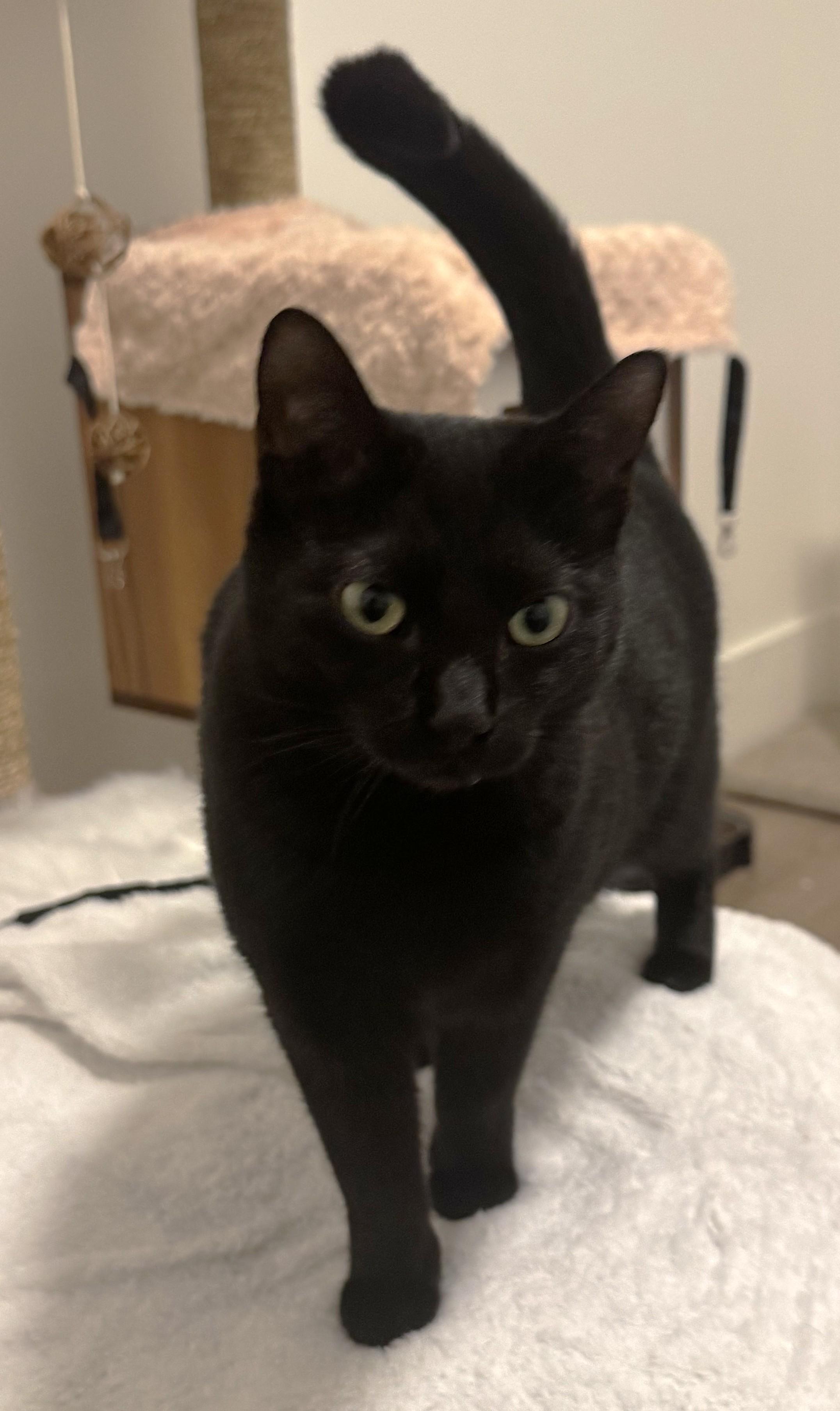 Nyx, an adopted Domestic Short Hair in Saanichton, BC image 2/5