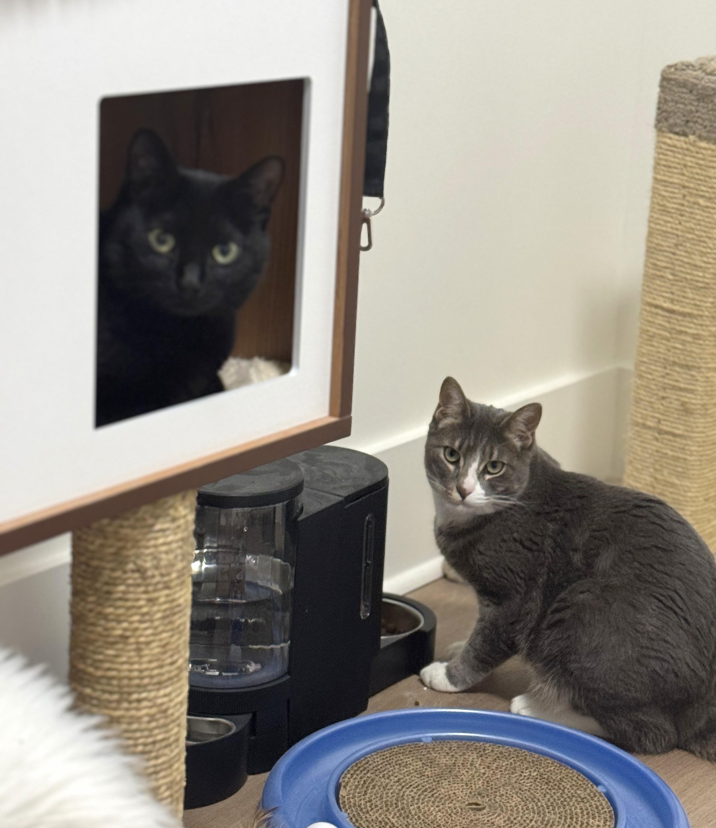 Nyx, an adopted Domestic Short Hair in Saanichton, BC image 5/5