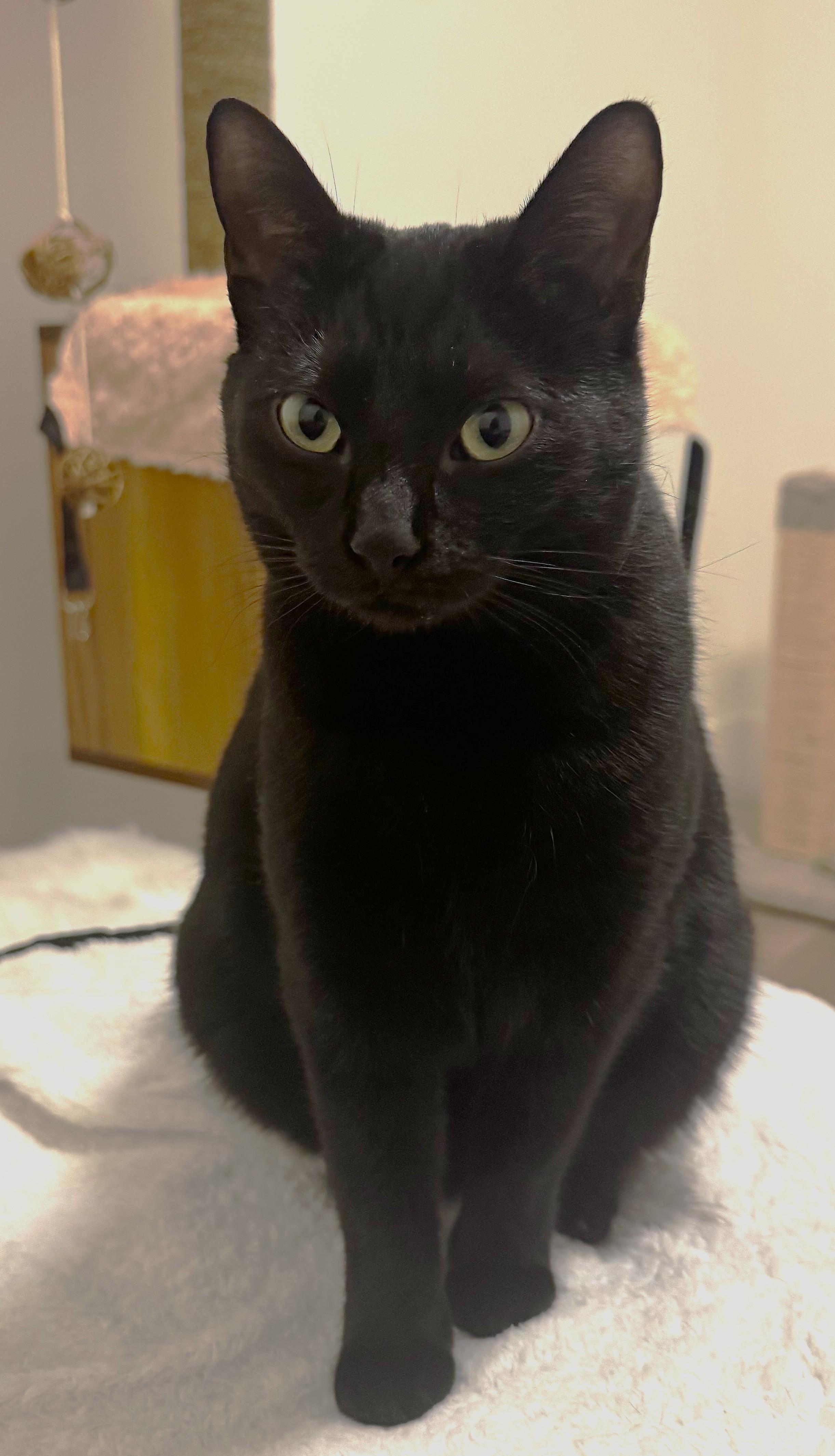 Nyx, an adopted Domestic Short Hair in Saanichton, BC image 4/5