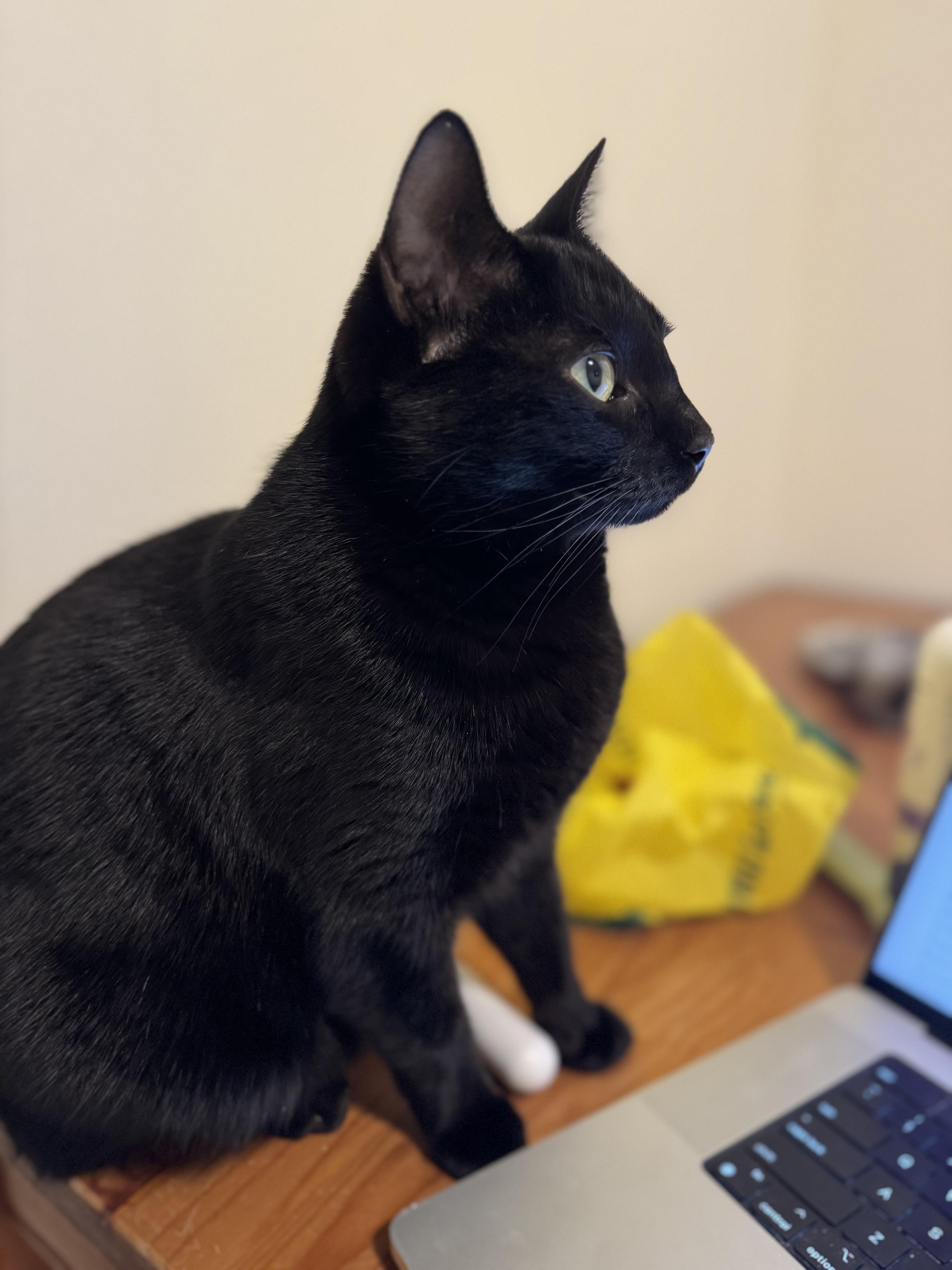 Nyx, an adopted Domestic Short Hair in Saanichton, BC image 3/5