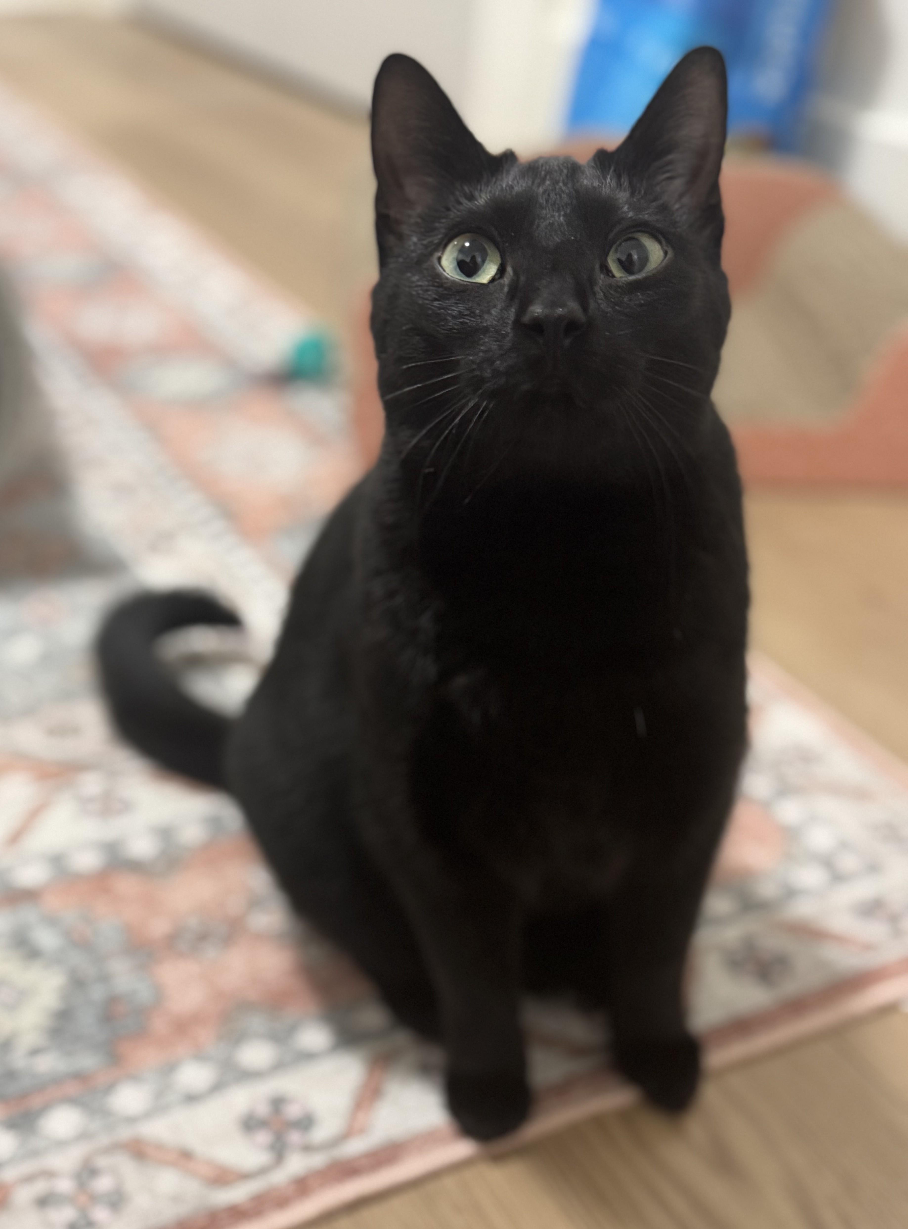 Nyx, adopted, Adult Female Domestic Short Hair.