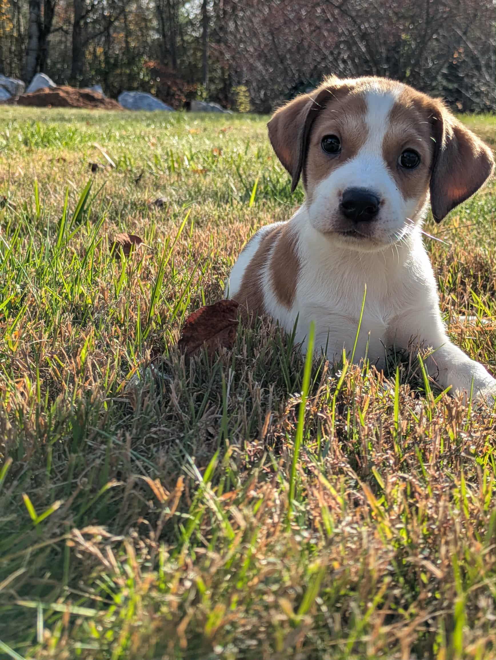 Coral (Penny's Puppies)