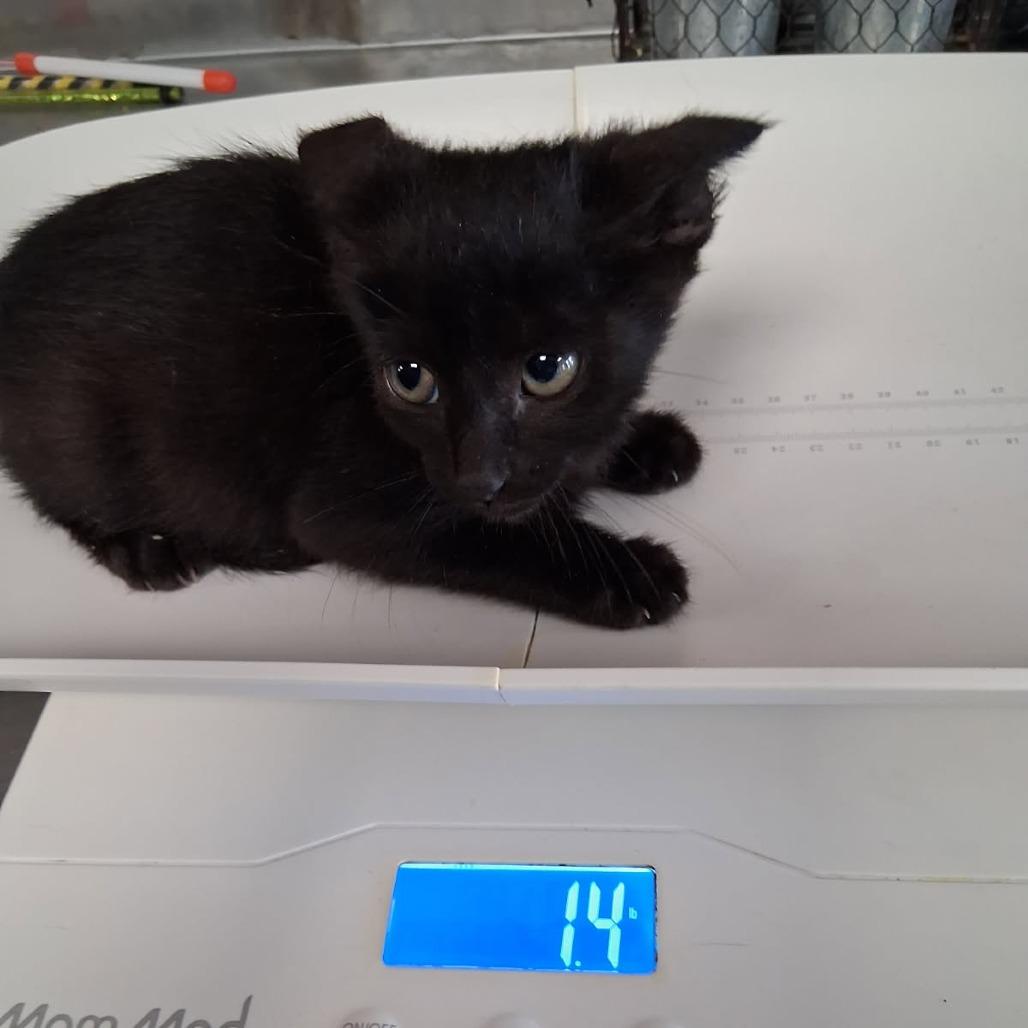 Smokey Robinson, a Adoptable American Shorthair in Ponca City, OK image 1/4