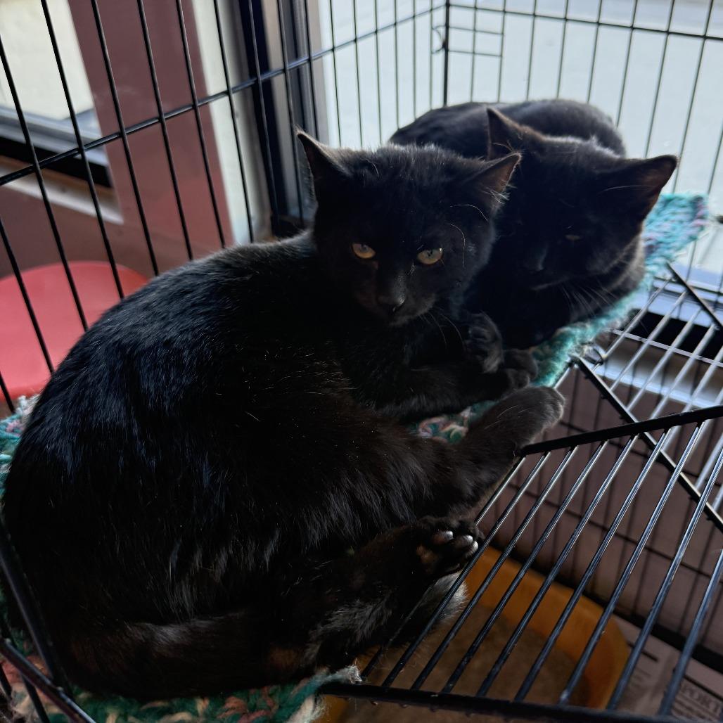 Smokey Robinson, a Adoptable American Shorthair in Ponca City, OK image 2/4