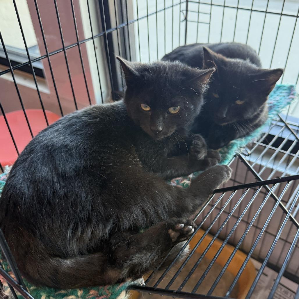 Smokey Robinson, a Adoptable American Shorthair in Ponca City, OK image 4/4