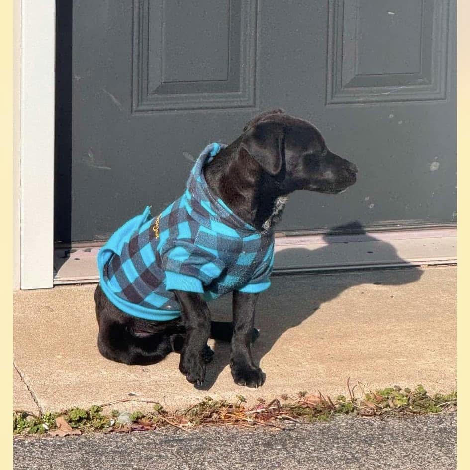 Russell Stover, Young Male Labrador Retriever