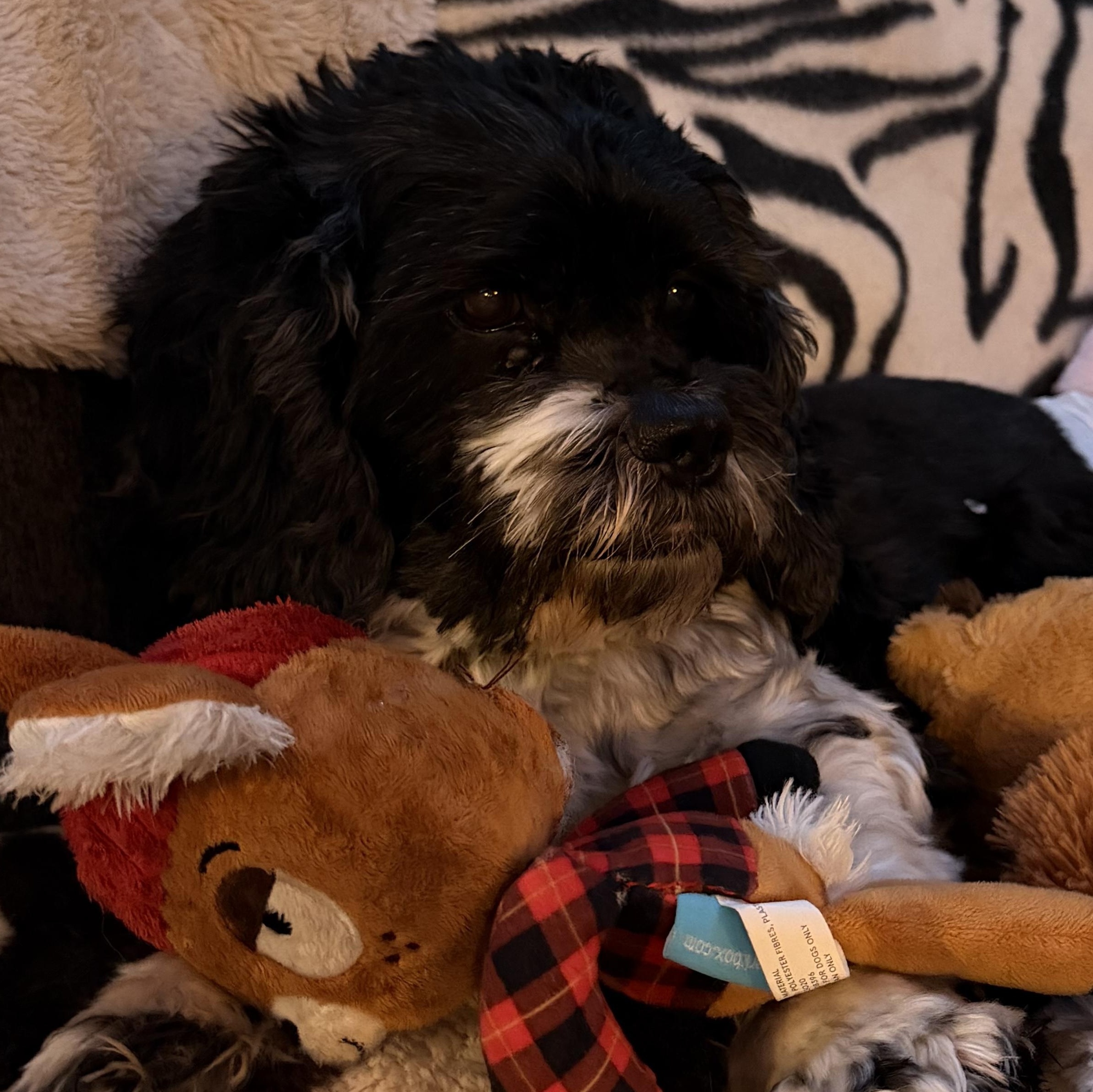 Skippy, Adoptable, Senior Male Cocker Spaniel.