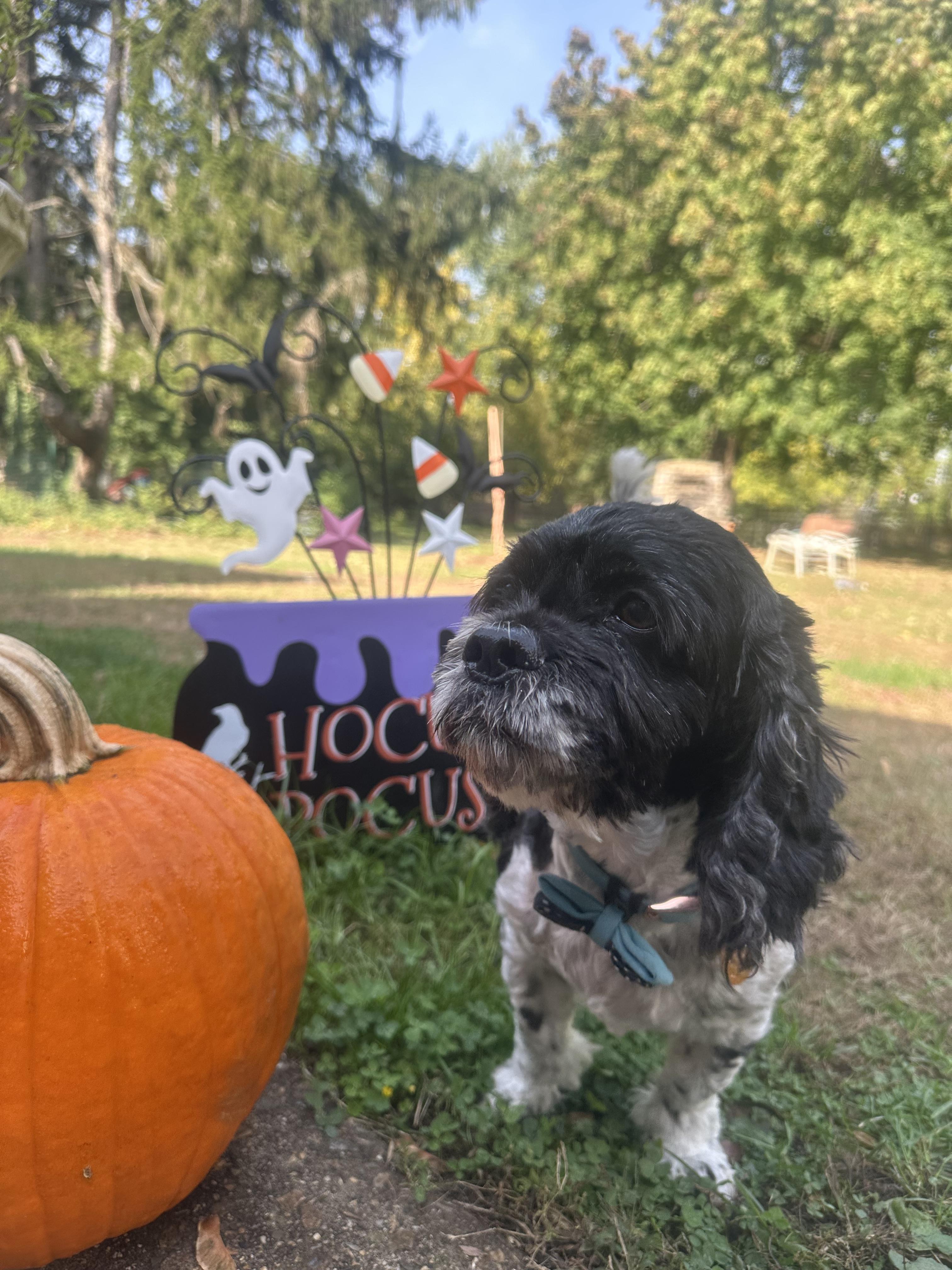 Skippy, a Adoptable Cocker Spaniel image 2/6