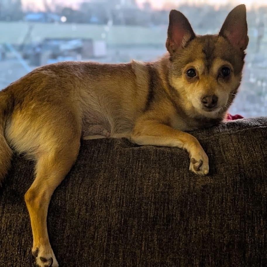 Enlarge Lumi, an adoptable Chihuahua in Rockville, MD image 5/6