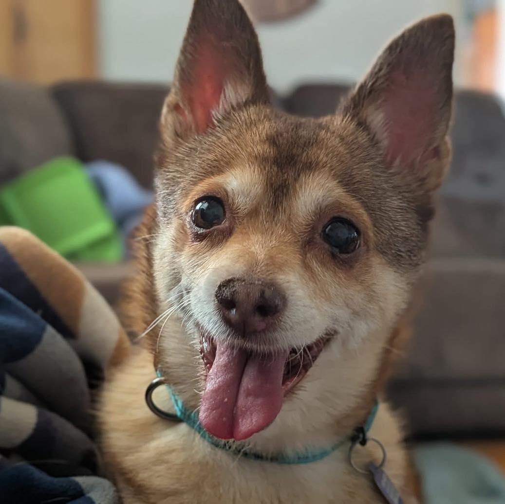 Enlarge Lumi, an adoptable Chihuahua in Rockville, MD image 6/6