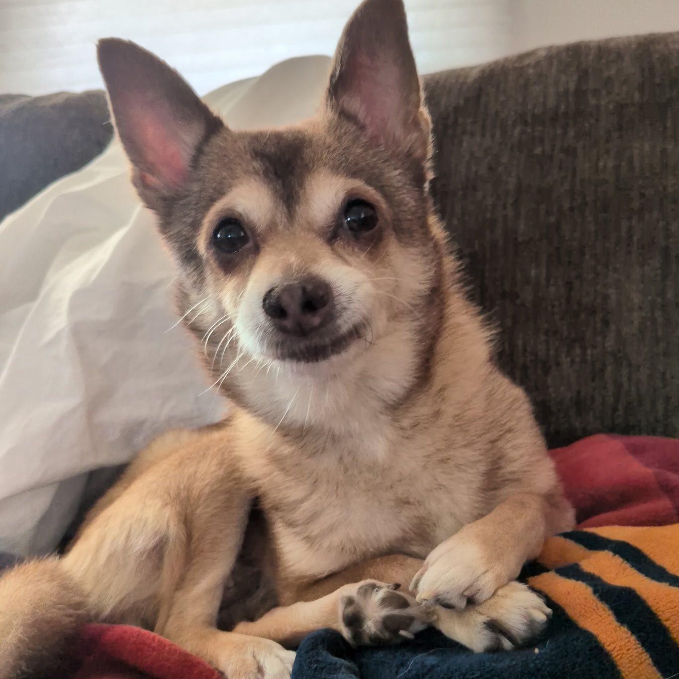 Enlarge Lumi, an adoptable Chihuahua in Rockville, MD image 4/6