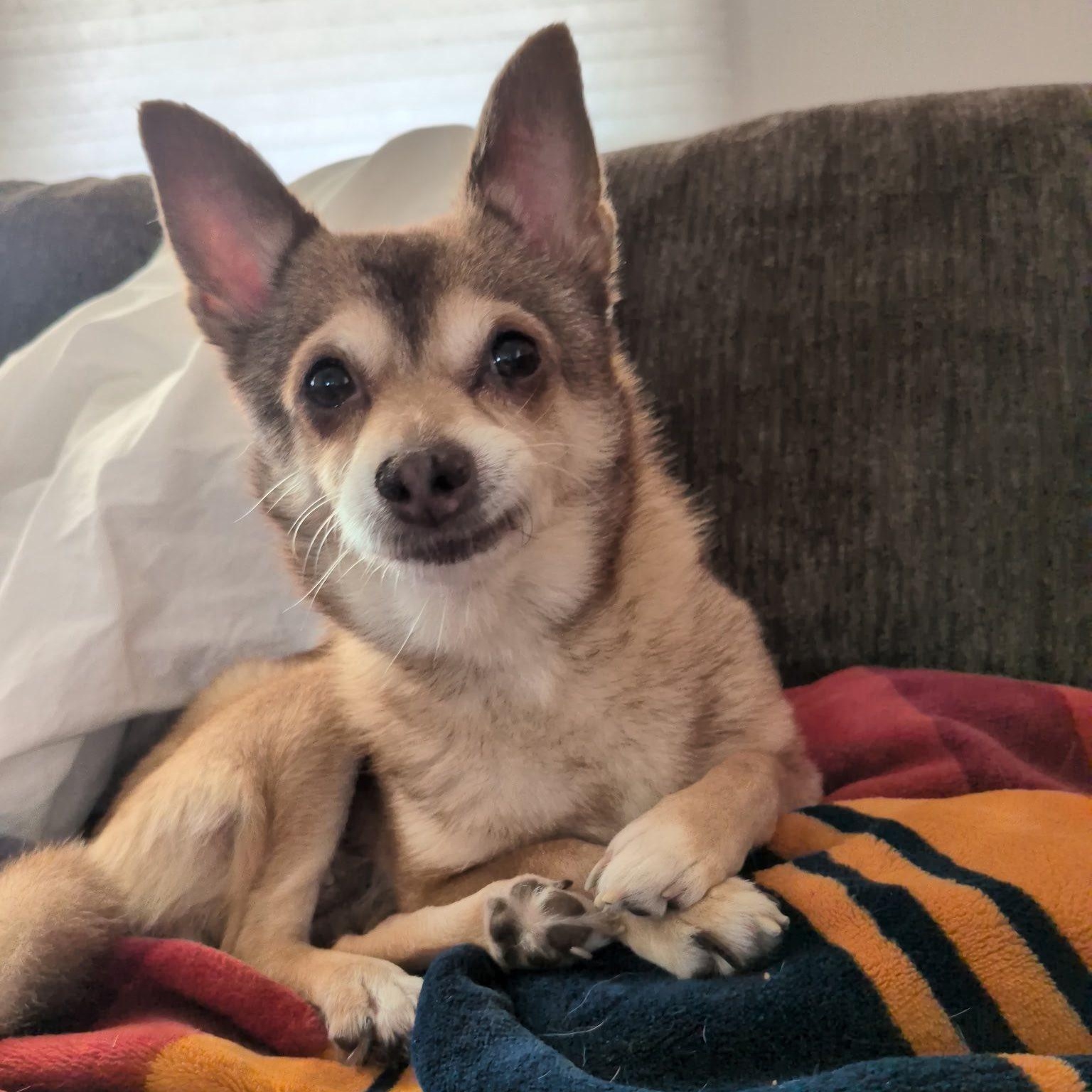 Enlarge Lumi, an adoptable Chihuahua in Rockville, MD image 4/6