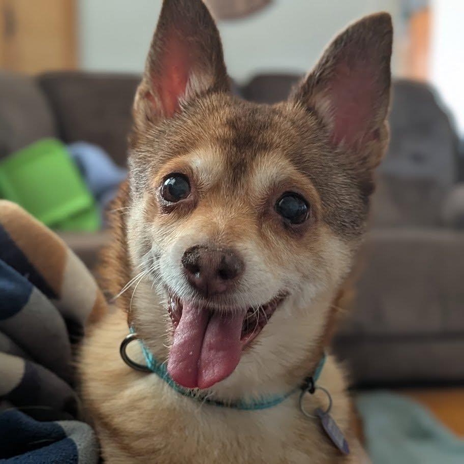 Enlarge Lumi, an adoptable Chihuahua in Rockville, MD image 1/6