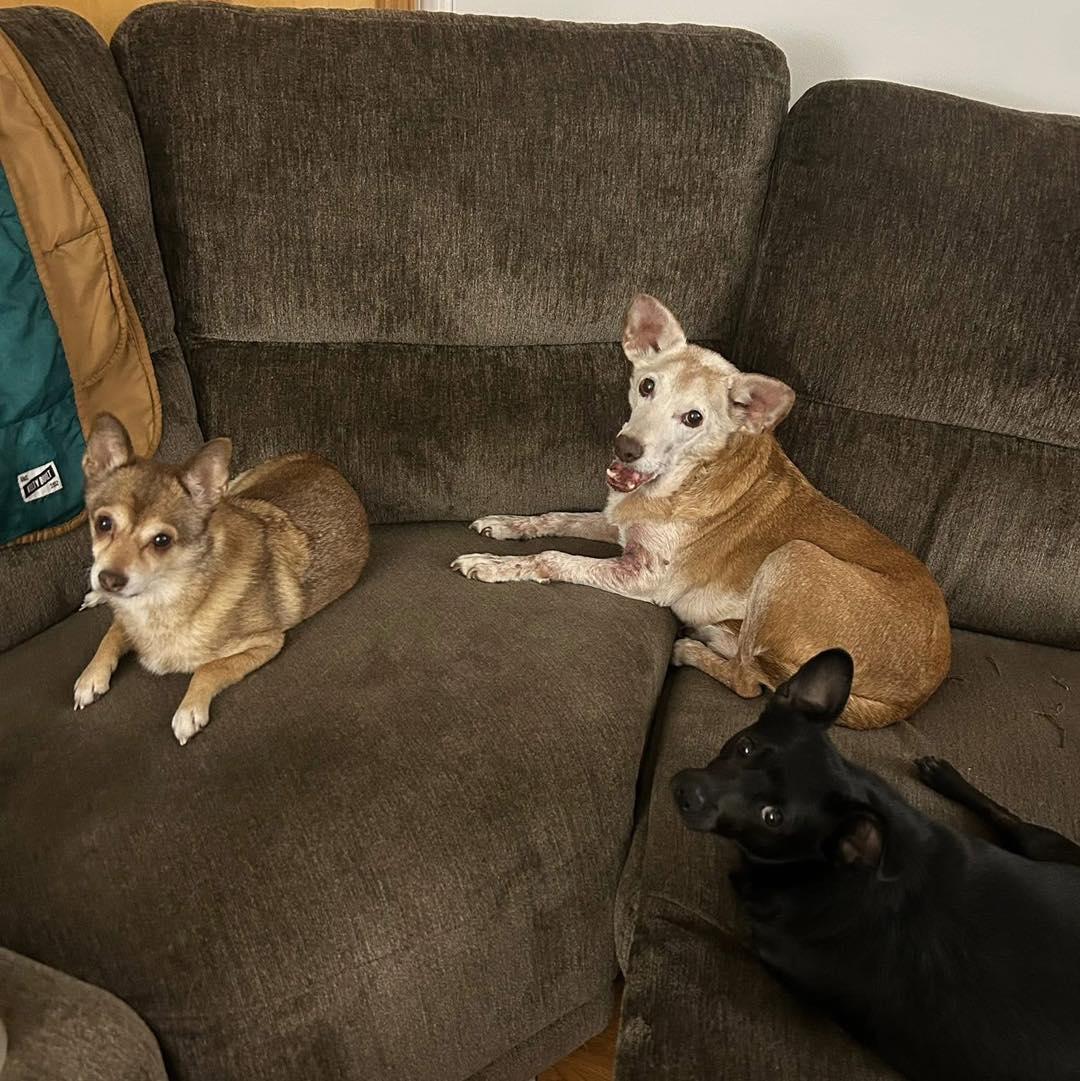 Enlarge Lumi, an adoptable Chihuahua in Rockville, MD image 5/6
