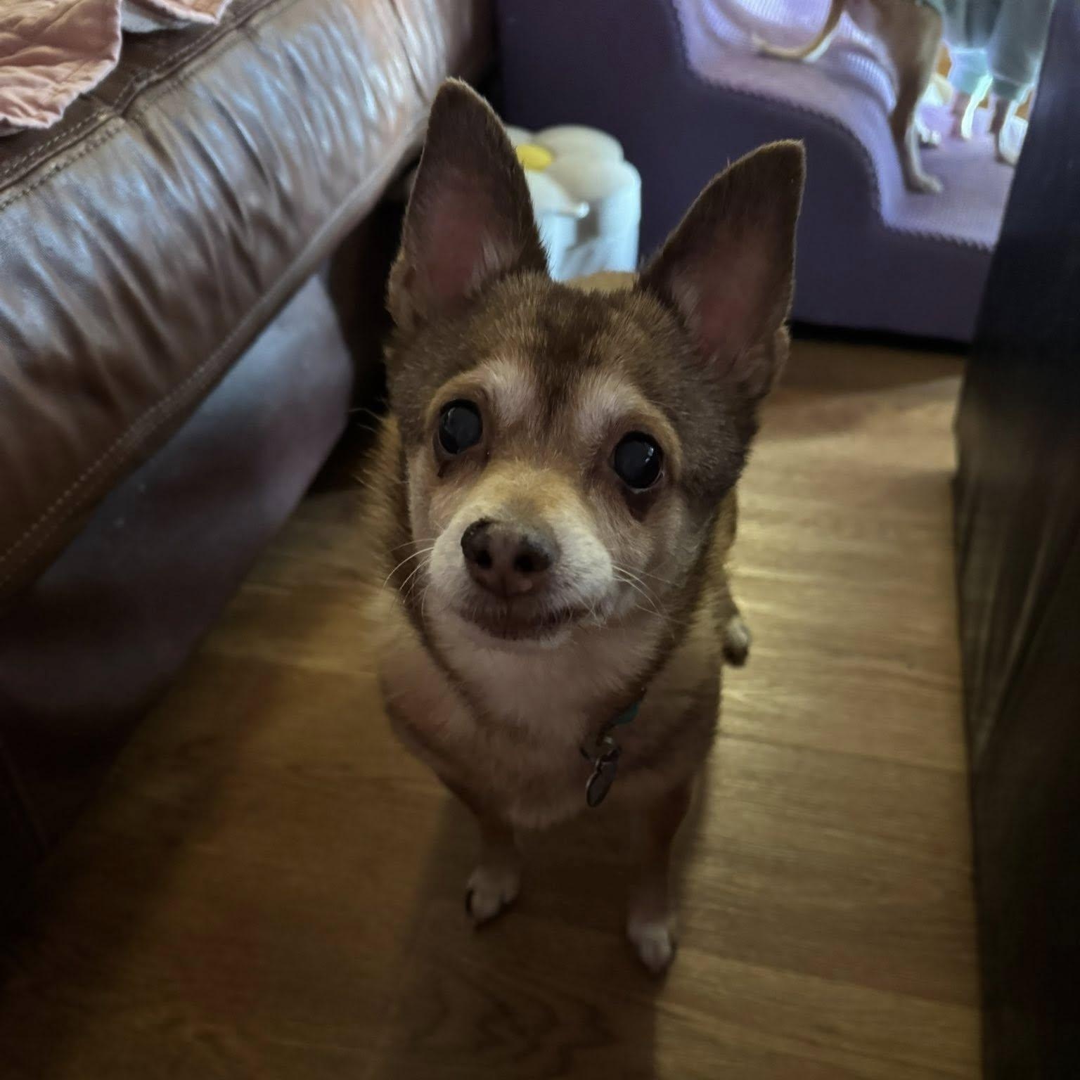 Enlarge Lumi, an adoptable Chihuahua in Rockville, MD image 3/6