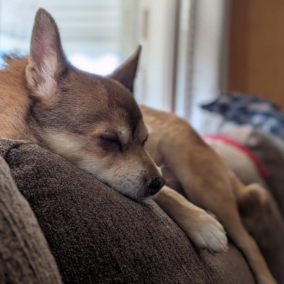 Enlarge Lumi, an adoptable Chihuahua in Rockville, MD image 2/6