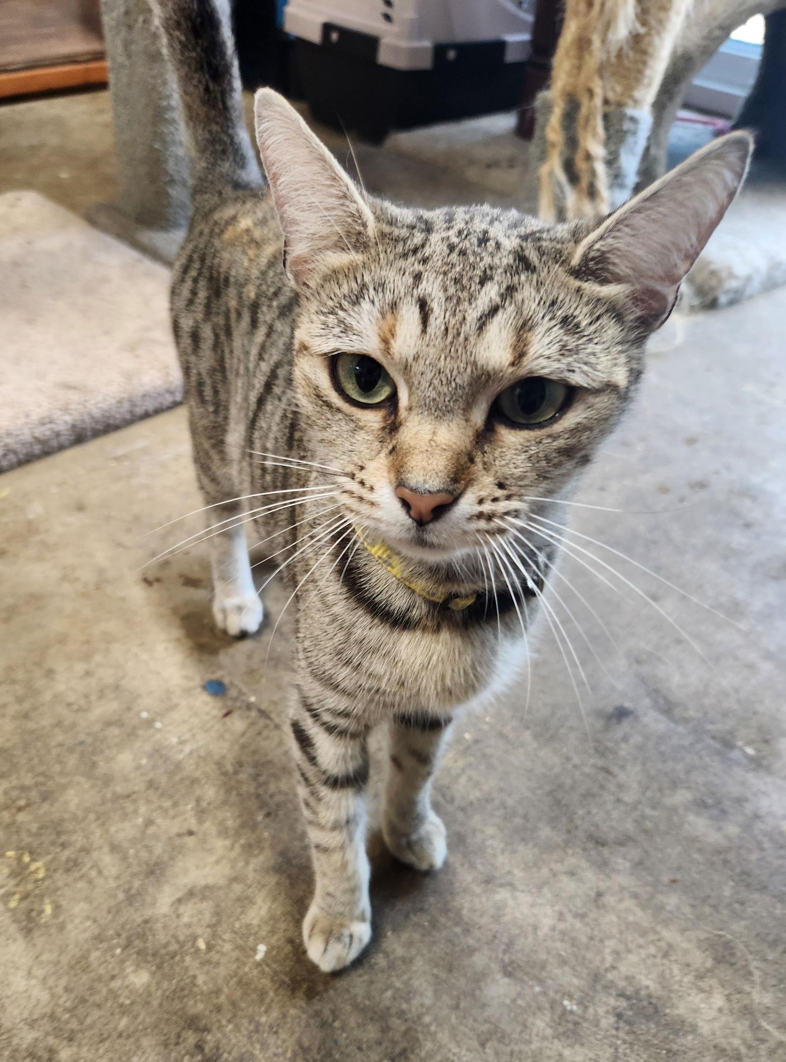 Enlarge Sissy, a Adoptable Domestic Short Hair in Crossville, TN image 2/3