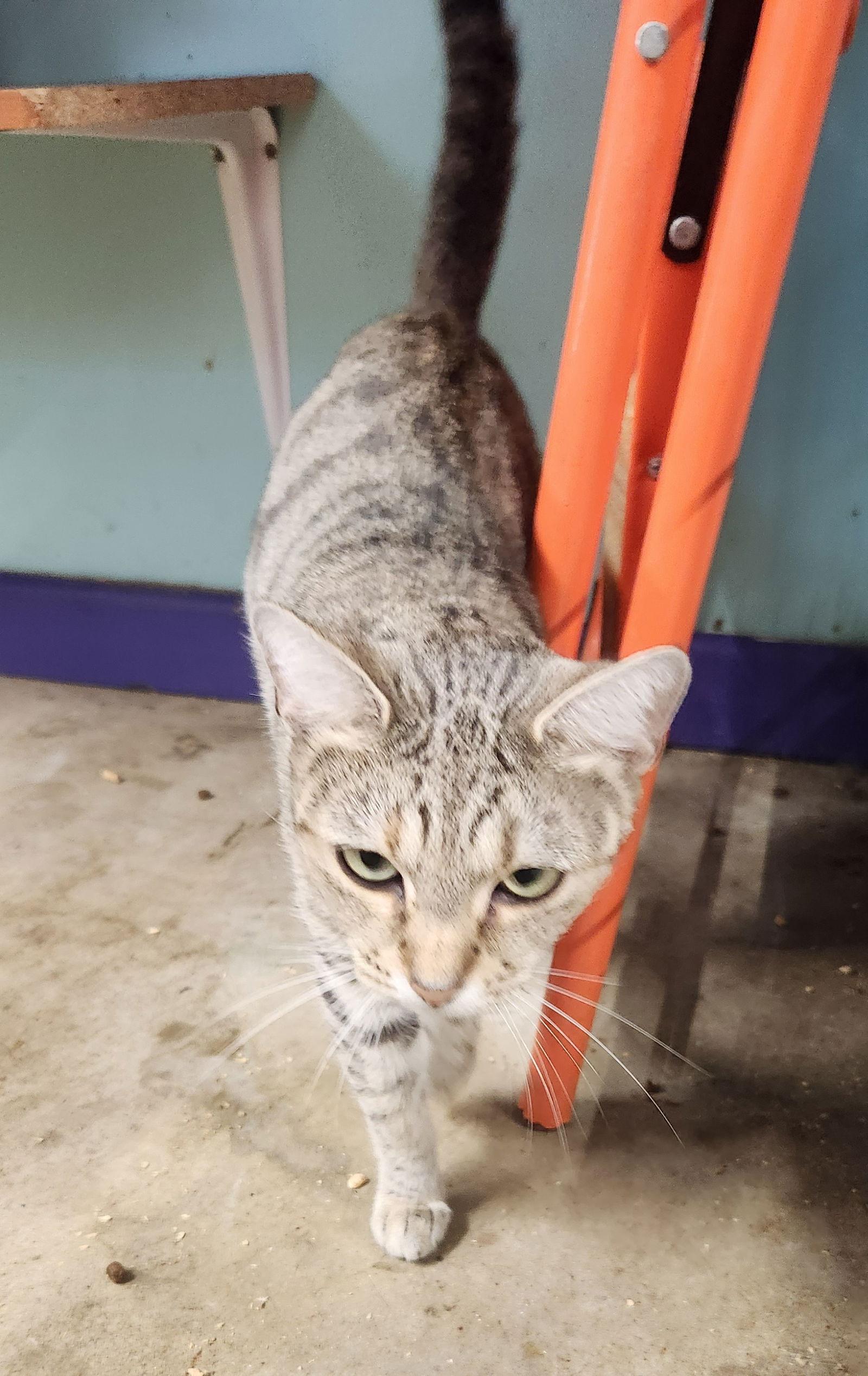 Enlarge Sissy, a Adoptable Domestic Short Hair in Crossville, TN image 3/3