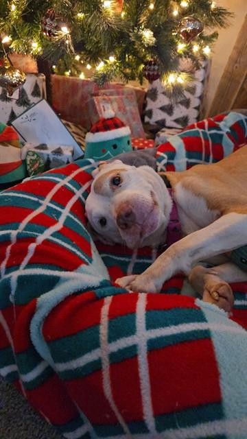 PIEREU, Adoptable, Senior Male Pit Bull Terrier & Mixed Breed.