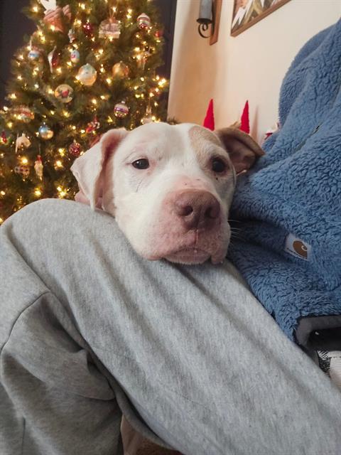 PIEREU, Adoptable, Senior Male Pit Bull Terrier & Mixed Breed.