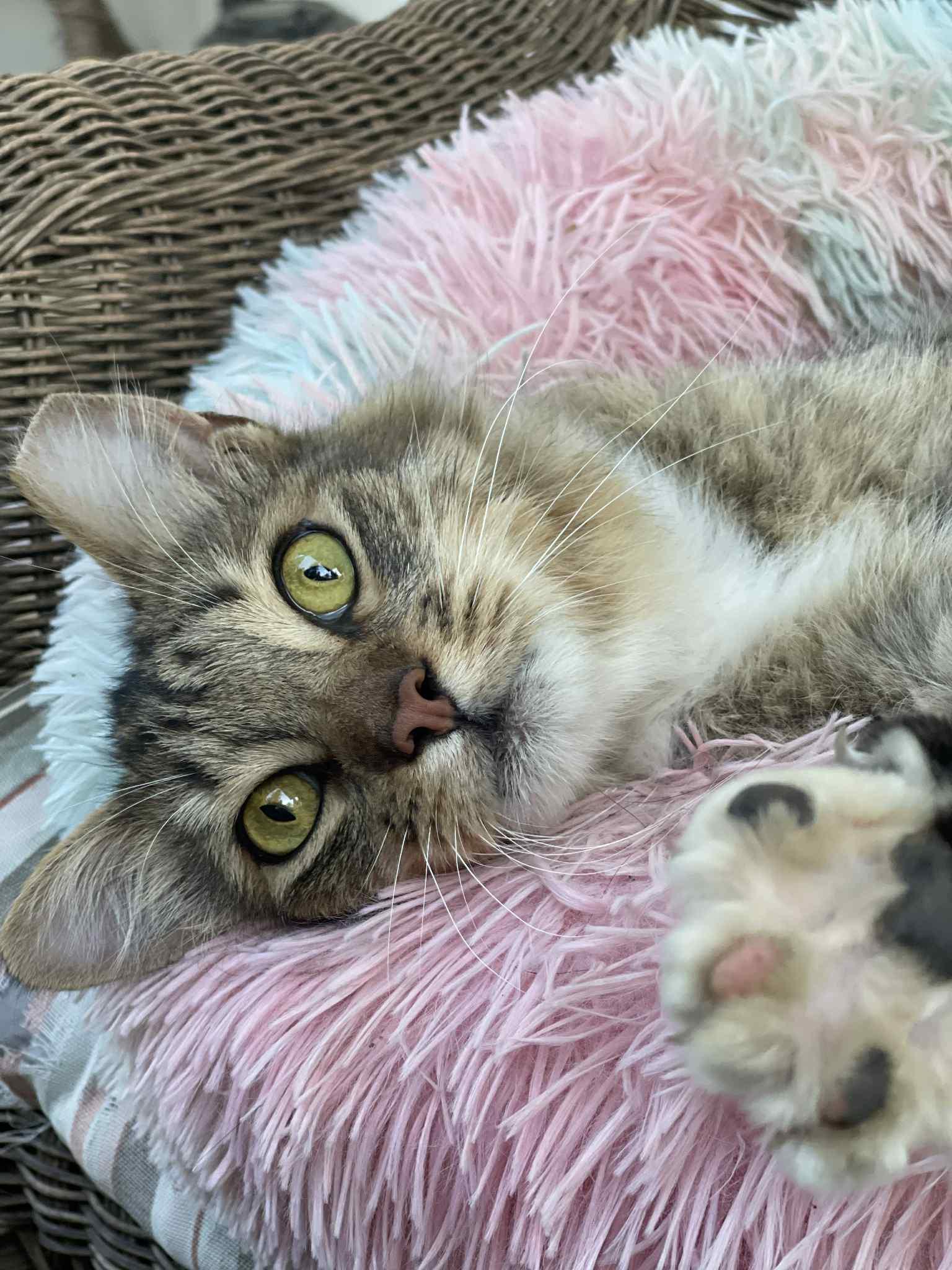 Enlarge Calvin, a Adopted mixed breed in Grass Valley, CA image 3/5