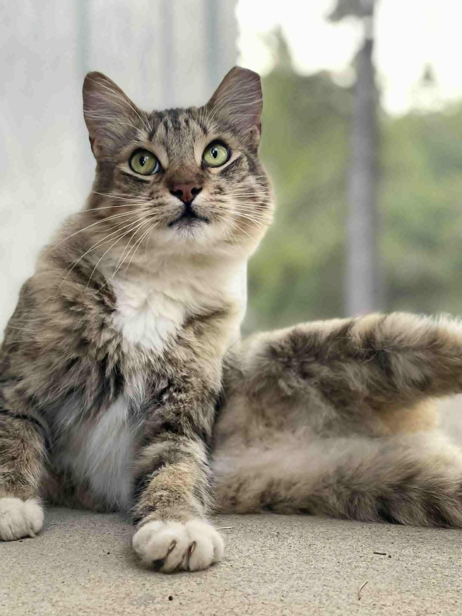 Calvin, Adopted, Adult Male Tabby.