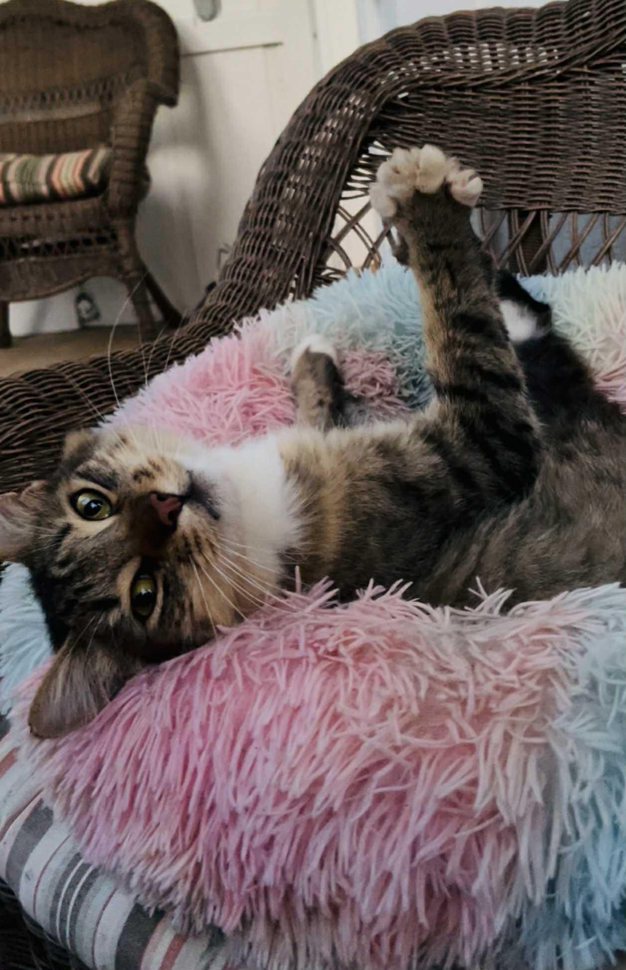 Enlarge Calvin, a Adopted mixed breed in Grass Valley, CA image 4/5