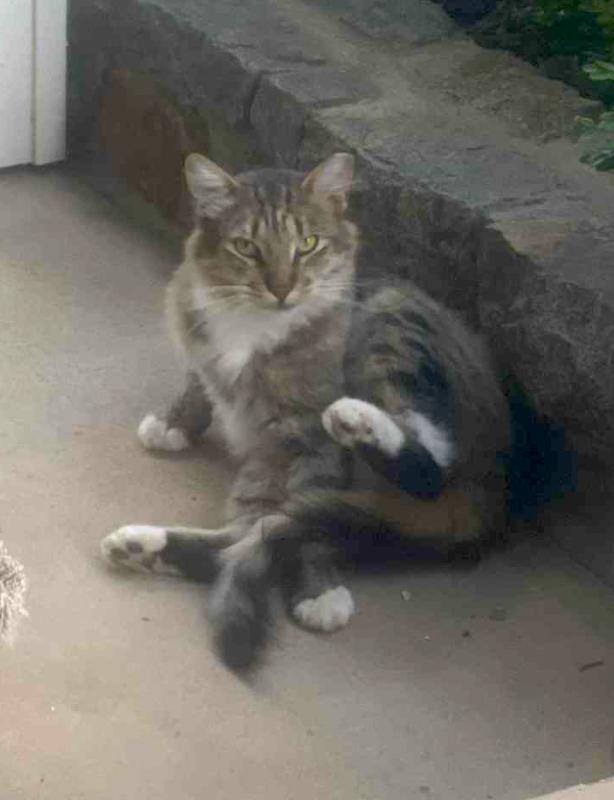 Enlarge Calvin, a Adopted mixed breed in Grass Valley, CA image 5/5