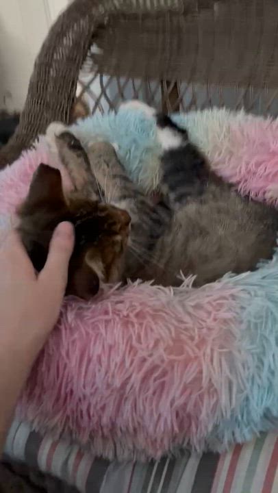 Enlarge Calvin, a Adopted mixed breed in Grass Valley, CA video 2/5