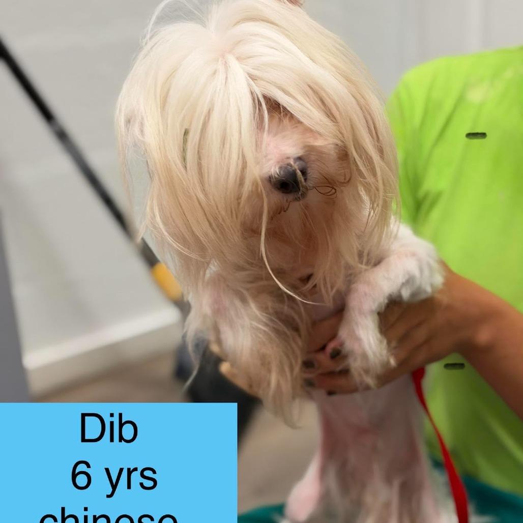 Enlarge Dib, a Adoptable mixed breed in Tampa, FL image 1/1