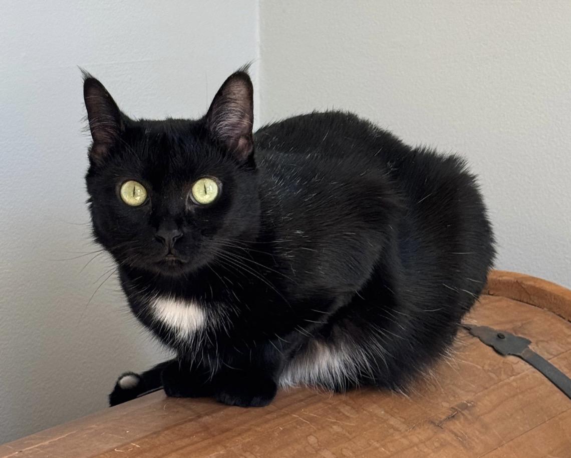 Clover, a Adoptable Domestic Short Hair in Easley, SC image 4/4