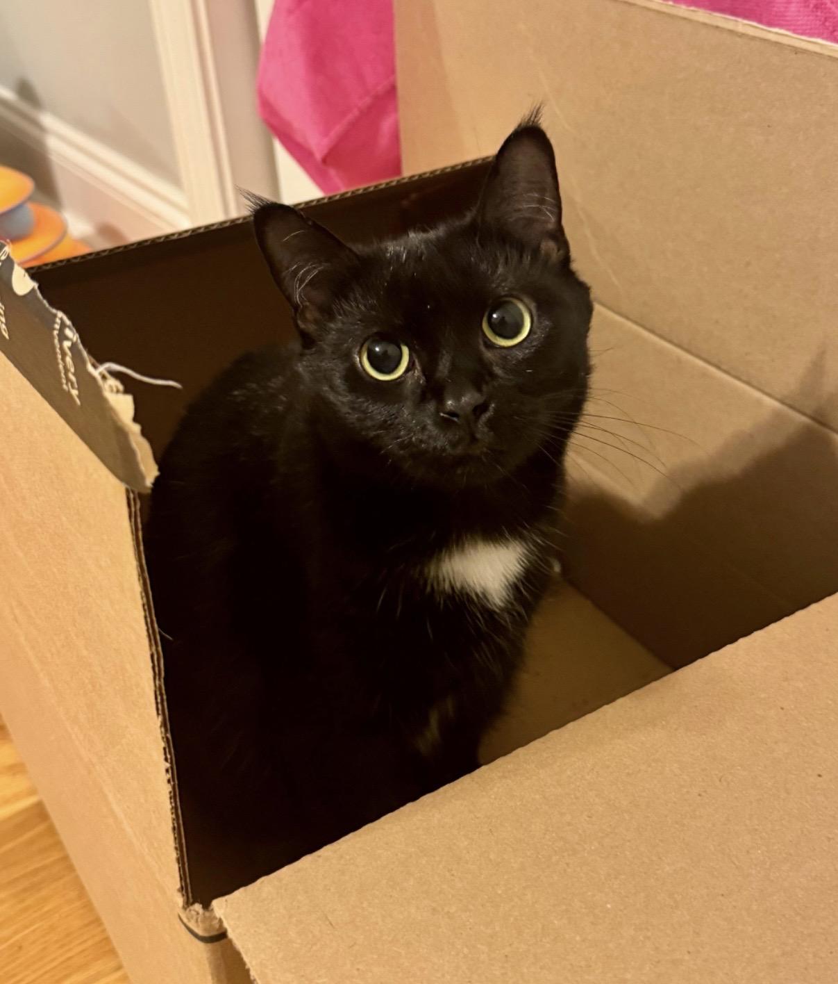 Clover, a Adoptable Domestic Short Hair in Easley, SC image 2/4