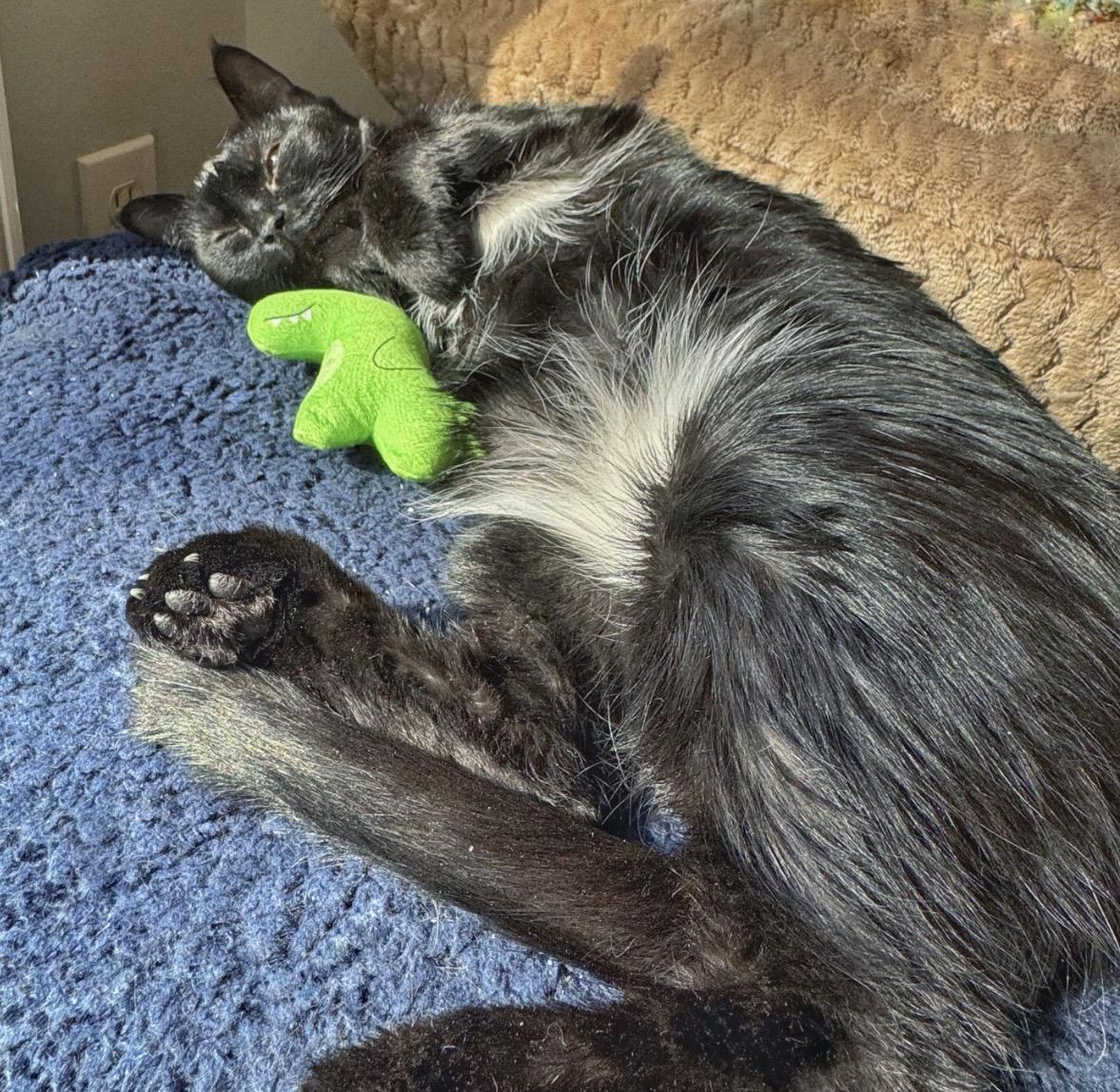 Clover, a Adoptable Domestic Short Hair in Easley, SC image 3/4