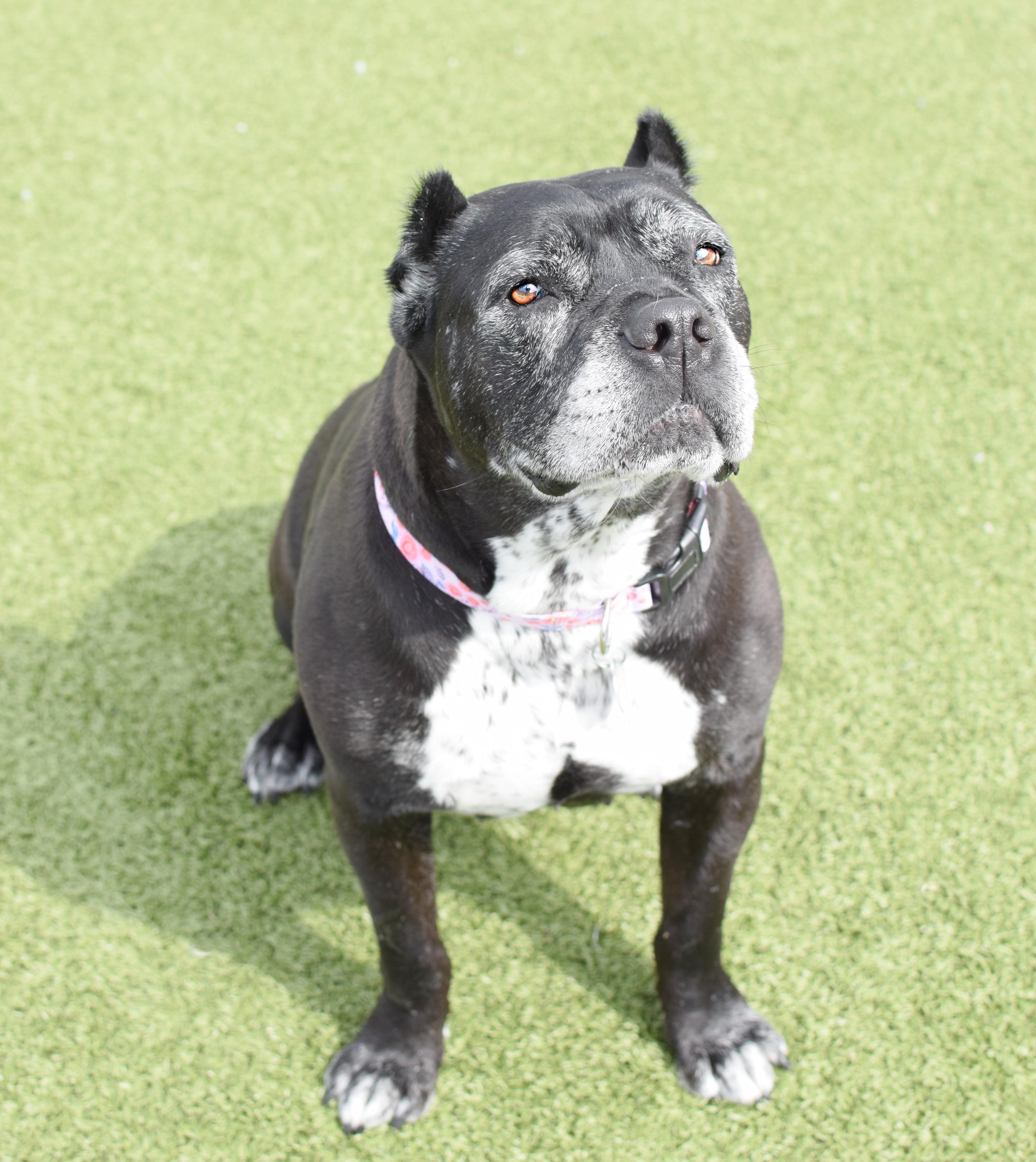 Enlarge Dafny, a ADOPTABLE Cane Corso in Pontiac, MI image 3/4