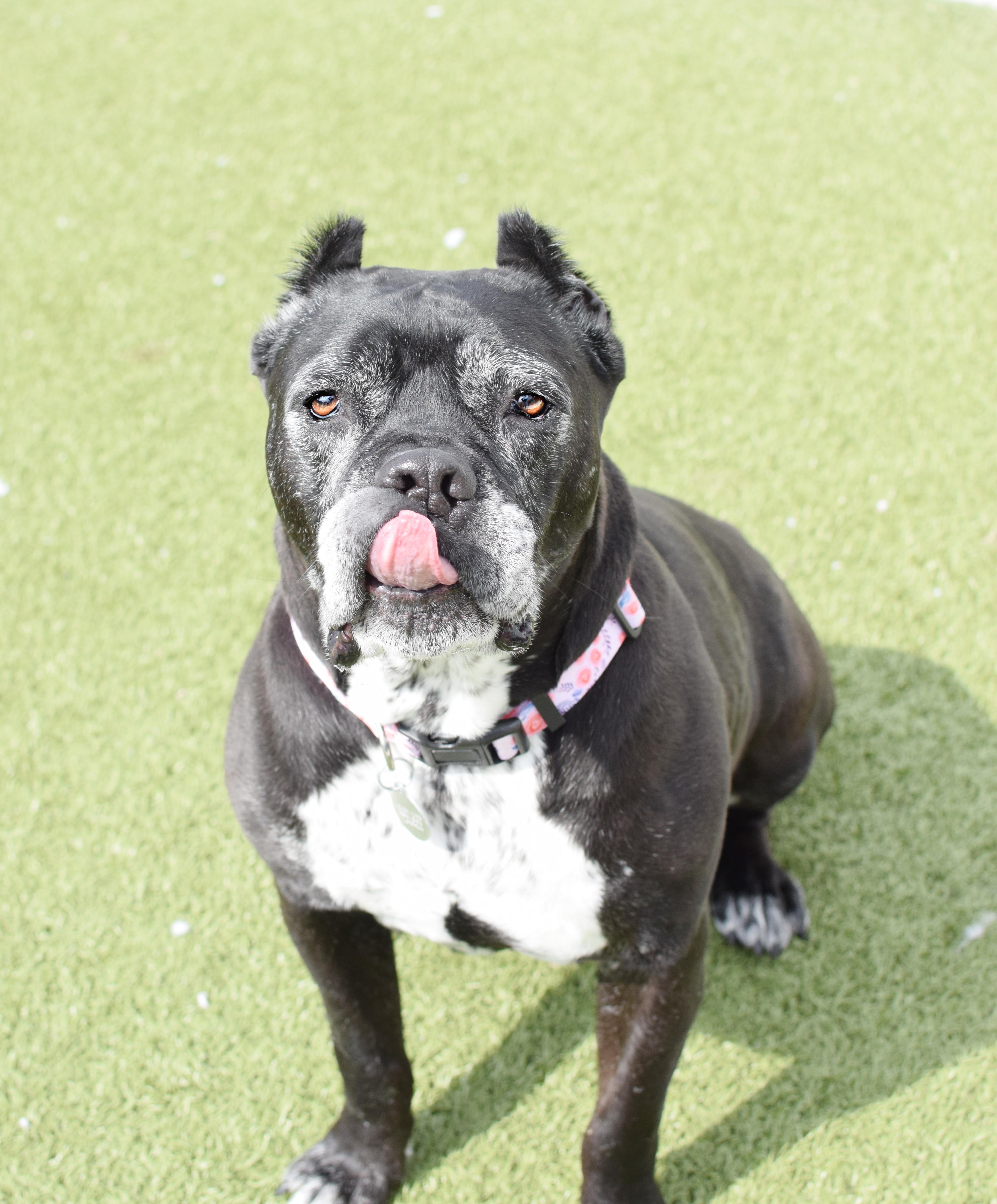 Enlarge Dafny, a ADOPTABLE Cane Corso in Pontiac, MI image 1/4